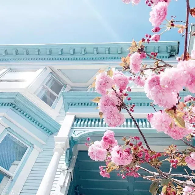 Fiori di ciliegio davanti a un vittoriano